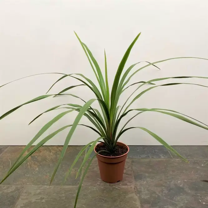 Cordyline australis 'Peko' (Pot Size 18L) Cabbage-tree - image 2