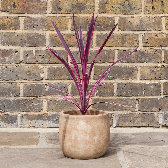 Cordyline australis 'Pink Passion'