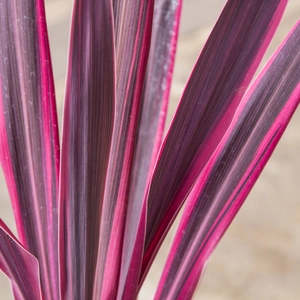 Cordyline australis 'Pink Passion'