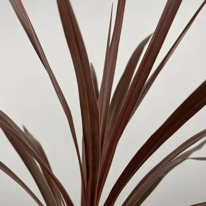 Cordyline australis 'Red Star' (Pot Size 11cm) Cabbage-tree - image 3