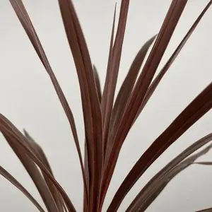 Cordyline australis 'Red Star' (Pot Size 11cm) Cabbage-tree - image 3