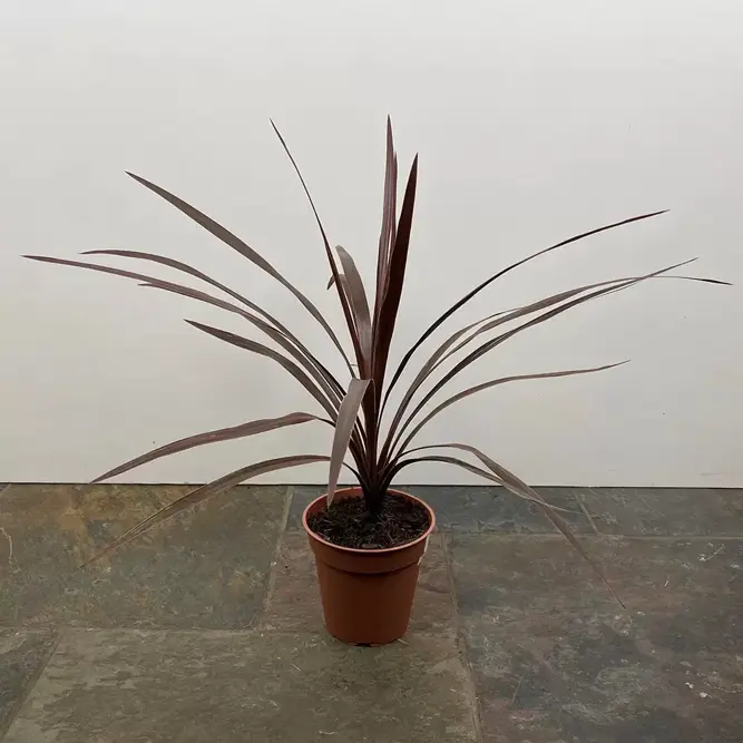 Cordyline australis 'Red Star' (Pot Size 11cm) Cabbage-tree - image 4