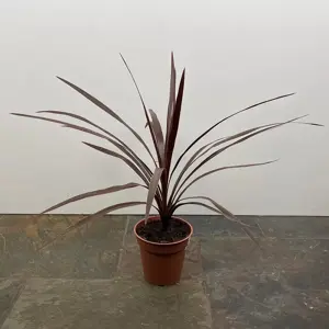 Cordyline australis 'Red Star' (Pot Size 11cm) Cabbage-tree - image 4