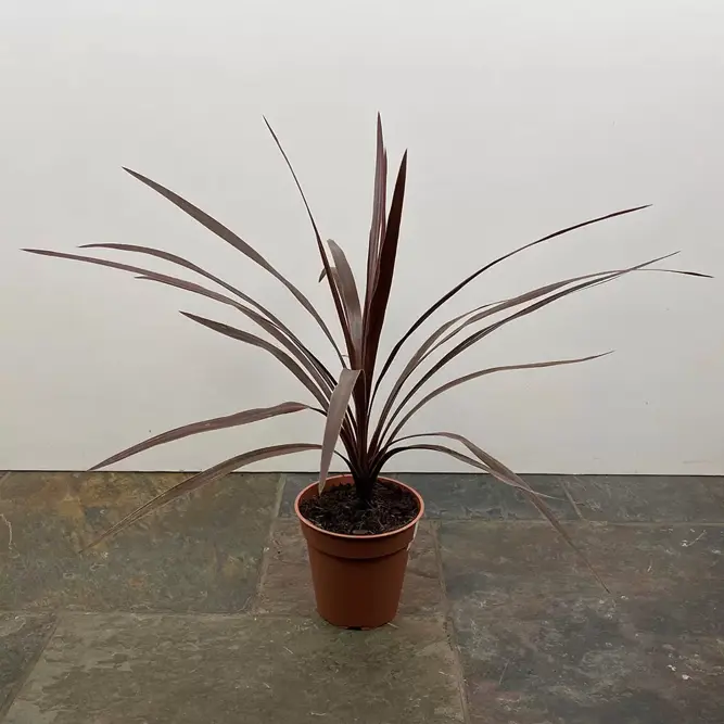 Cordyline australis 'Red Star' (Pot Size 6L) Cabbage-tree - image 2