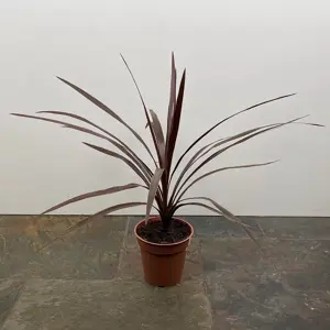 Cordyline australis 'Red Star' (Pot Size 6L) Cabbage-tree - image 2