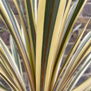 Cordyline australis 'Torbay Dazzler' (Pot Size 6L) Cabbage Palm - image 2
