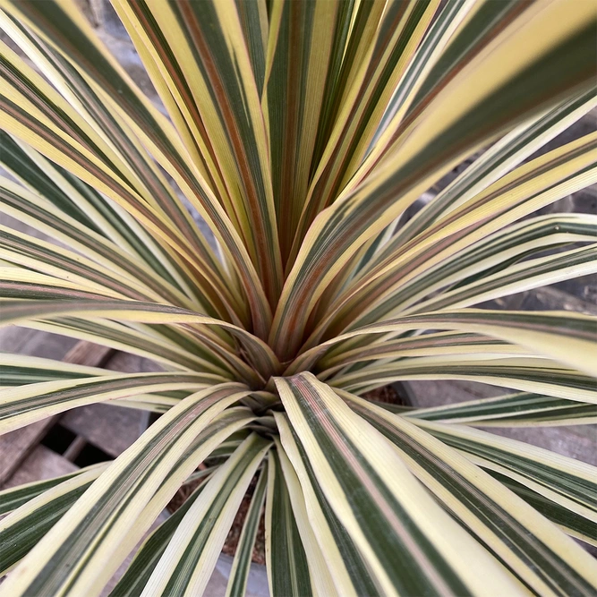 Cordyline australis 'Torbay Dazzler' (Pot Size 6L) Cabbage Palm - image 3