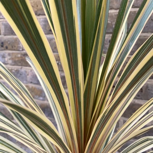 Cordyline australis 'Torbay Dazzler' (Pot Size 6L) Cabbage Palm - image 4