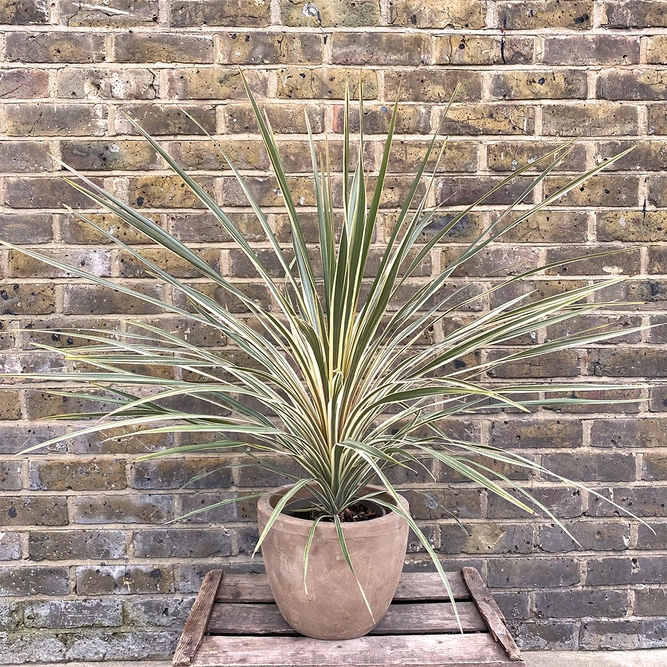 Cordyline australis 'Torbay Dazzler' (Pot Size 6L) Cabbage Palm - image 1