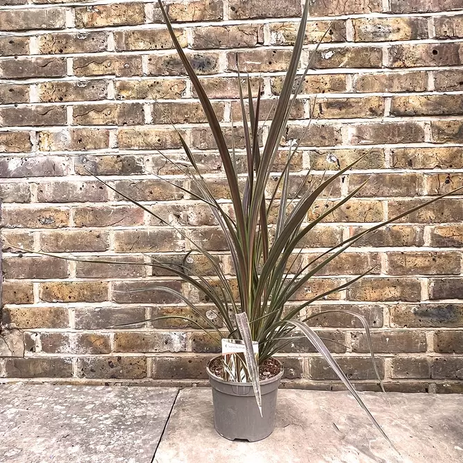 Cordyline Banksii 'Electric Star' (Pot Size 3L) - image 4