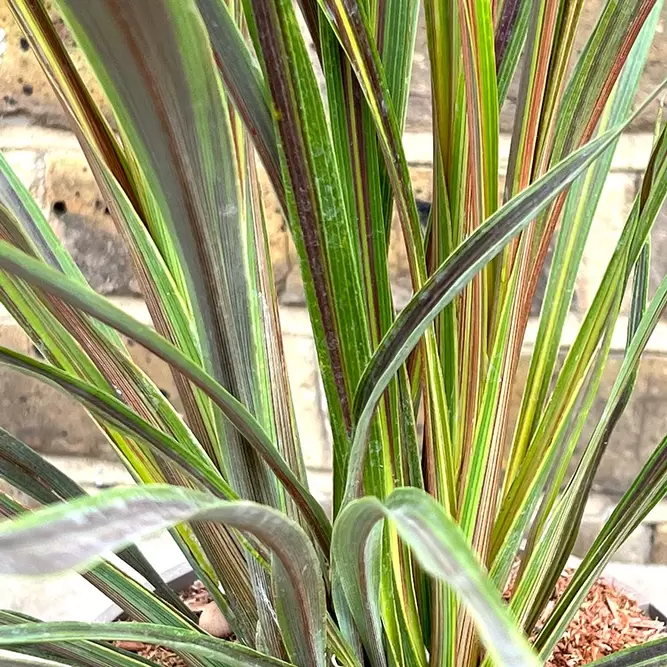 Cordyline Banksii 'Electric Star' (Pot Size 3L) - image 1