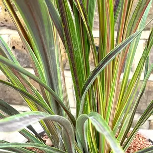 Cordyline Banksii 'Electric Star' (Pot Size 3L) - image 1