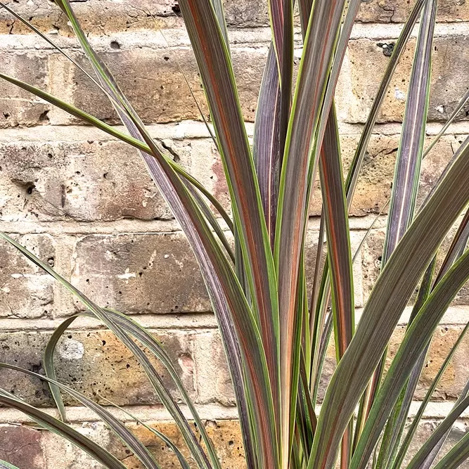 Cordyline Banksii 'Electric Star' (Pot Size 3L) - image 2