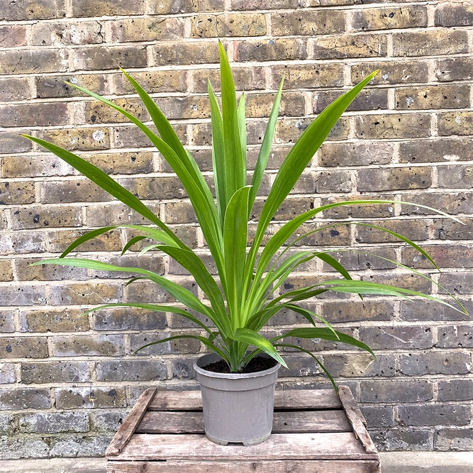 Cordyline 'Emerald Star' (Pot Size 23cm) Cabbage Palm - image 2