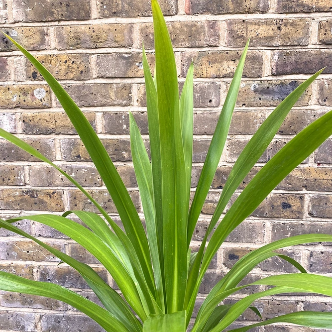 Cordyline 'Emerald Star' (Pot Size 23cm) Cabbage Palm - image 3
