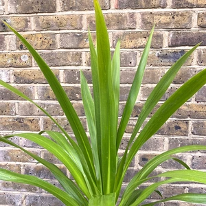 Cordyline 'Emerald Star' (Pot Size 23cm) Cabbage Palm - image 3