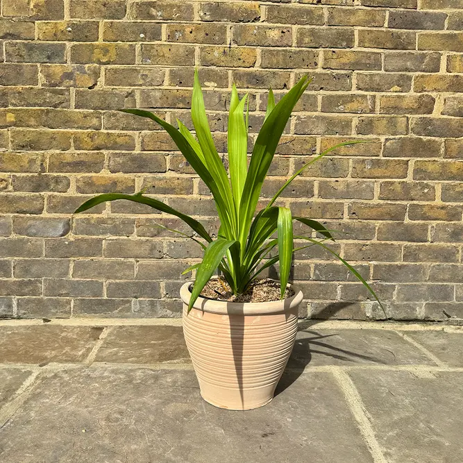 Cordyline 'Emerald Star' (Pot Size 23cm) Cabbage Palm - image 1