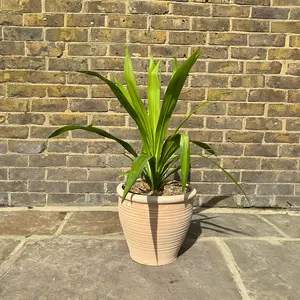Cordyline 'Emerald Star' (Pot Size 5L) Cabbage Palm - image 4