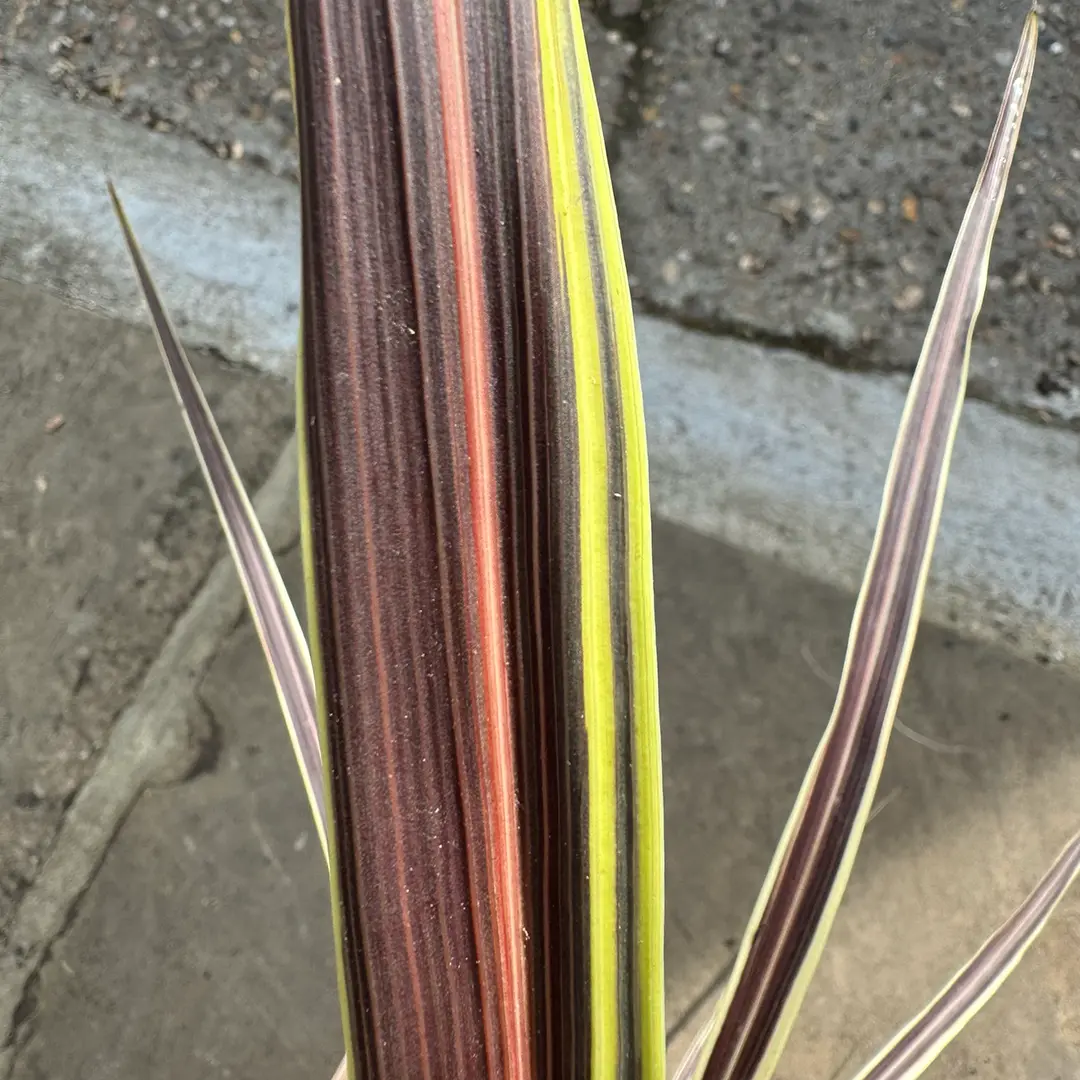 Cordyline fruticosa 'Electric Flash' (Pot Size 3L) Cabbage Palm - The ...
