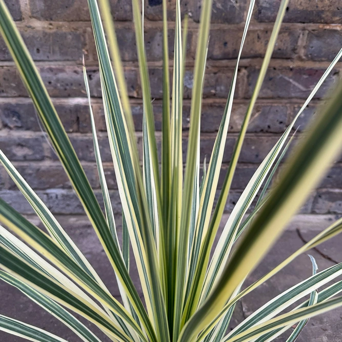 Cordyline 'Lime Passion' (Pot Size 3L) Lime Cordyline - image 1