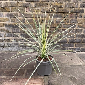 Cordyline 'Lime Passion' (Pot Size 3L) Lime Cordyline - image 2