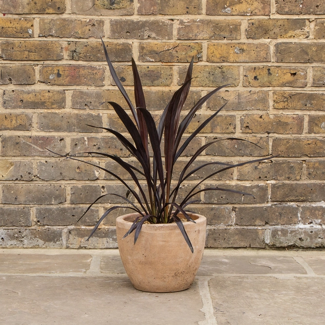 Cordyline 'Renegade' (Pot Size 3L) - Cabbage-palm - image 1