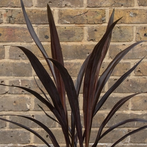 Cordyline 'Renegade' (Pot Size 3L) - Cabbage-palm - image 2