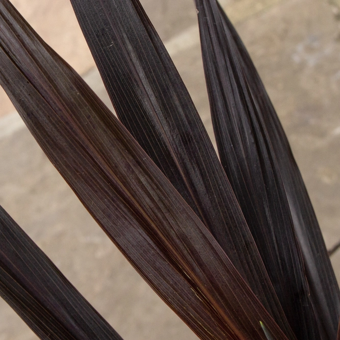 Cordyline 'Renegade' (Pot Size 3L) - Cabbage-palm - image 3