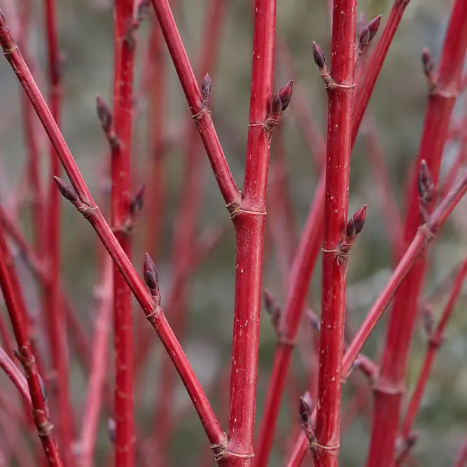 Cornus alba 'Baton Rouge' (Pot Size 3Ltr) Dog Wood