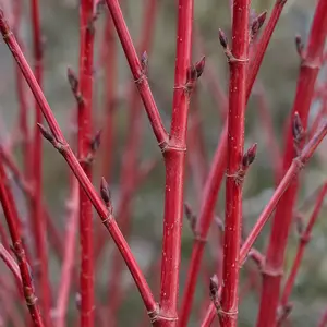 Cornus alba 'Baton Rouge' (Pot Size 3Ltr) Dog Wood