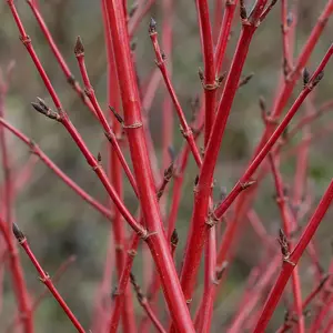 Cornus alba 'Sibirica' (Pot Size 3L) Dogwood
