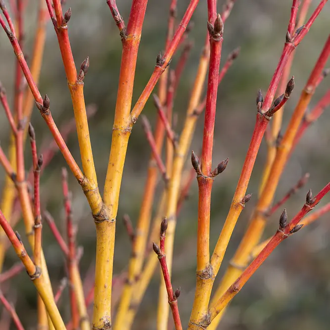Cornus sanguinea 'Midwinter Fire' (Pot Size 3l) Dogwood