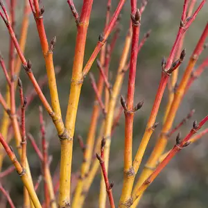 Cornus sanguinea 'Midwinter Fire' (Pot Size 3l) Dogwood