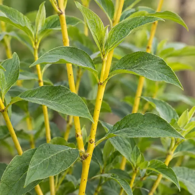 Cornus sericea 'Flaviramea' (Pot Size 2L) Golden-twig Dogwood