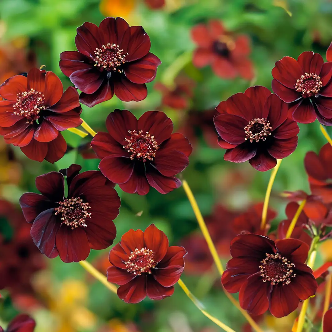 Cosmos Atrosanguineus Chocamocha Pot Size 13cm Chocolate Cosmos 