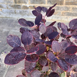 Cotinus coggygria 'Royal Purple' (Pot Size 3L) Smoke Tree - image 1
