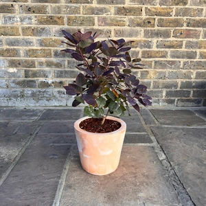 Cotinus coggygria 'Royal Purple' (Pot Size 3L) Smoke Tree - image 2
