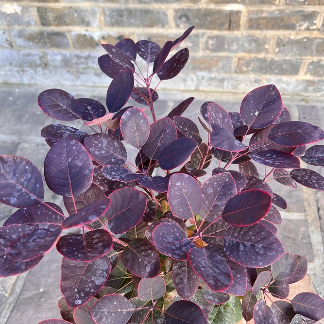 Cotinus coggygria 'Royal Purple' (Pot Size 3L) Smoke Tree - image 3