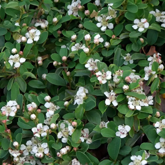 Cotoneaster 'Queen of Carpet' (Pot Size 3L)