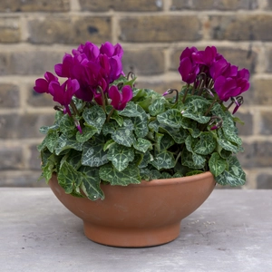 Cottage Grove Bowl - Purple
