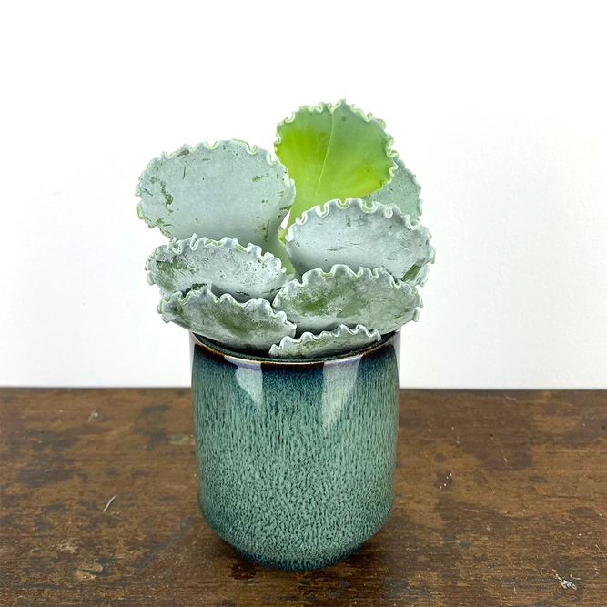 Cotyledon undulata (Pot Size 8.5cm) Silver ruffles - image 1