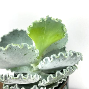 Cotyledon undulata (Pot Size 8.5cm) Silver ruffles - image 2