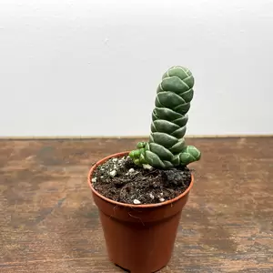 Crassula barklyi (Pot Size 5.5cm) Rattlesnake Tail - image 1