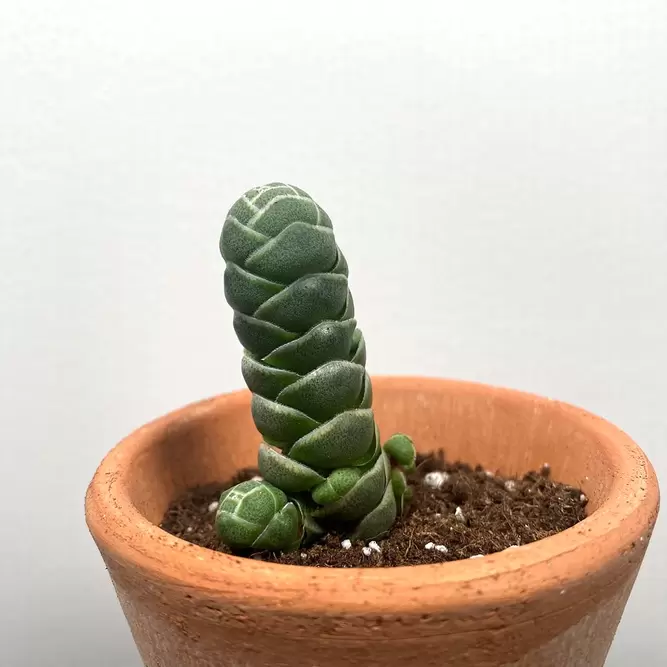 Crassula barklyi (Pot Size 5.5cm) Rattlesnake Tail - image 2