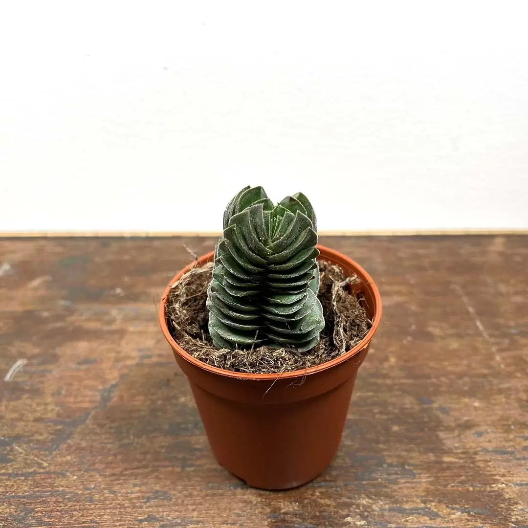 Crassula 'Buddah's Temple' (Pot Size 5.5cm) from Boma Garden Centre