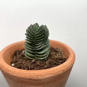 Crassula 'Buddah's Temple' (Pot Size 5.5cm) - image 2