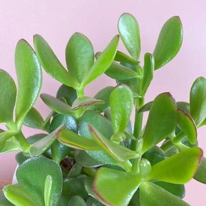 Crassula ovata (Pot Size 12cm) Jade/ Money plant - image 1