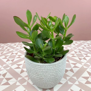 Crassula ovata (Pot Size 12cm) Jade/ Money plant - image 2