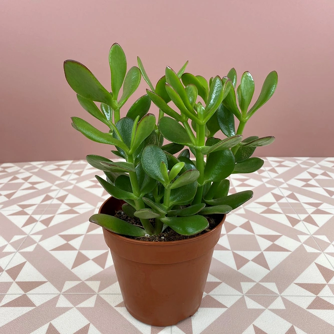 Crassula ovata (Pot Size 12cm) Jade/ Money plant - image 3