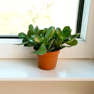 Crassula ovata (Pot Size 15cm) Jade/ Money plant - image 1